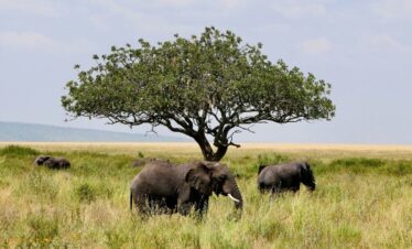 Tanzania in Nutshell