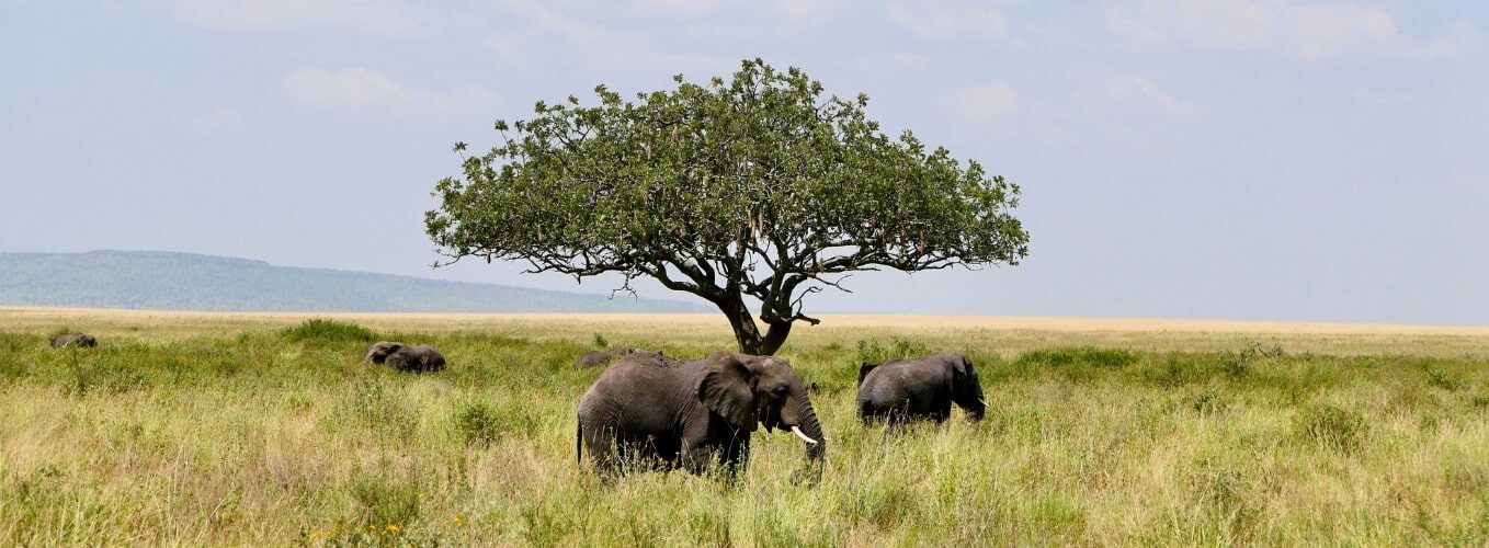 Kenya & Tanzania 1358 x 500-min