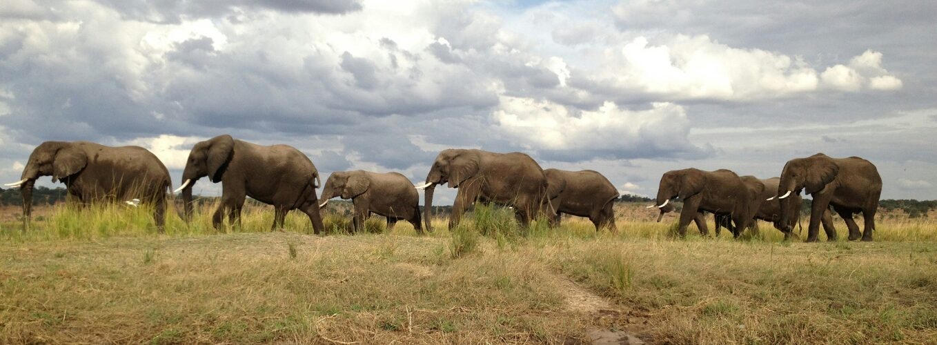 Packages 1358 x 500 (12)