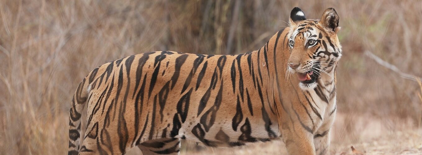 Packages 1358 x 500 (21)